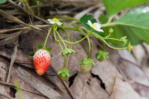 vert fraise dans le jardin photo