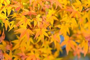 feuilles d'érable jaune photo