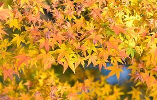 feuilles d'érable jaune photo