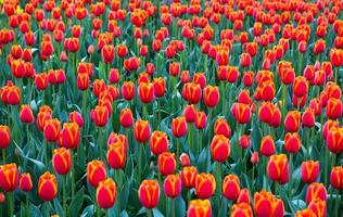 tulipe. magnifique bouquet de tulipes. coloré tulipes. photo