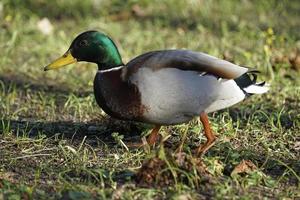 vert et marron colvert canard en marchant sur herbe photo