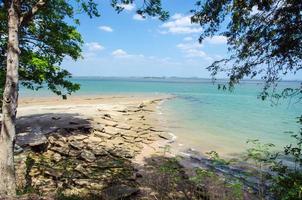 plage tropicale avec un arbre photo