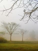 paysage d'arbre brumeux photo