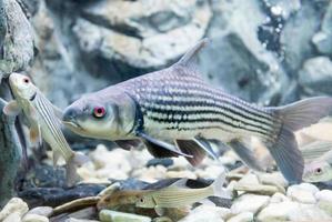 sept bandes barbillon, de julien d'or carpe, probarbus jullieni est originaire de poisson dans Thaïlande photo