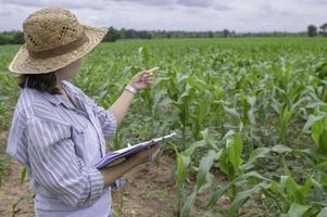 femelle agriculteur travail à blé ferme, collecte Les données sur le croissance de blé les plantes photo