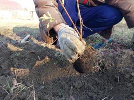 plantation arbustes et des arbres dans le pays dans le printemps photo