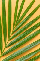 feuille de palmier isolé sur fond orange