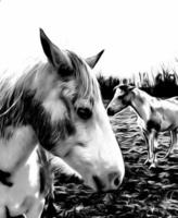 blanc cheval ferme photo