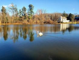 Lac cygne scène photo