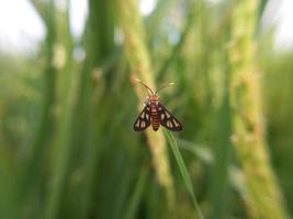 magnifique vert papillon sur une fleur photo