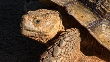 tortue, bouche ouvrir, montrant dents, proche en haut, sur une noir Contexte photo