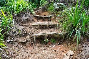 copolia piste, en bois Naturel pied pas 1 mahe les Seychelles photo