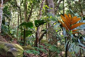 copolia piste, latanier hauban, roscheria mélanochètes mahe les Seychelles photo