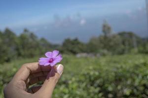 proche en haut photo homme tenir rose fleur avec jardin Contexte et bleu ciel. le photo est adapté à utilisation pour environnement arrière-plan, la nature affiche et la nature contenu médias.