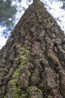 proche en haut photo surface texture de arbre tronc sur pin forêt café. le photo est adapté à utilisation pour botanique arrière-plan, la nature affiches et la nature contenu médias.