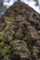 proche en haut photo surface texture de arbre tronc sur pin forêt café. le photo est adapté à utilisation pour botanique arrière-plan, la nature affiches et la nature contenu médias.