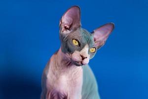 fermer vue de luxe chaton de sphynx chauve race sur bleu Contexte. de face vue photo