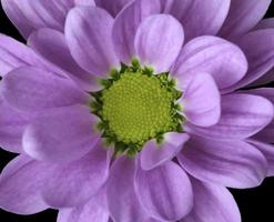 chrysanthème . macro . frontal vue photo