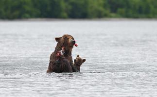 ours brun kamchatka photo