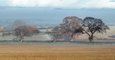 chêne des arbres sur une glacial suffolk Matin photo