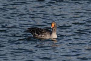 greylag OIE prend une curieuse Regardez dans le direction de le caméra photo