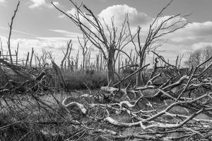 nu des arbres de noisetier marais photo