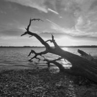 rivière arbre dans noir et blanc photo