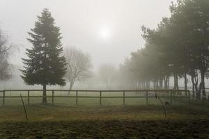 brumeux Matin à le cheval paddocks photo