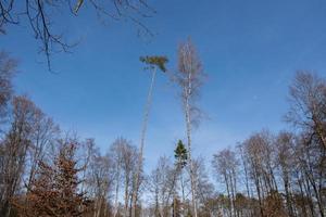 L'Europe  les bois clair ciel atmosphère avec des arbres photo