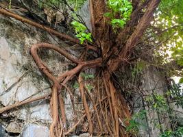 une arbre attaché à ou vignes sur une mur photo