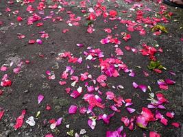 une fleurs saupoudré sur tombes photo