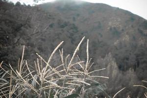 photo de brumeux montagnes pendant le journée