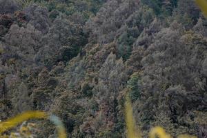 photo de vert des arbres sur le pistes de le collines pendant le journée
