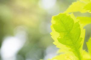 motif de feuilles vertes pour le concept de saison estivale ou printanière, feuille floue texturée, arrière-plan nature photo