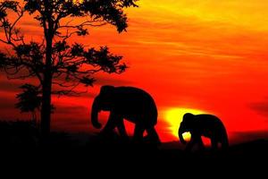 silhouette l'éléphant famille troupeau animaux faune évacuer en marchant dans crépuscule le coucher du soleil magnifique Contexte. avec copie espace ajouter texte photo