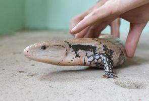 mains tenir une rayé lézard. herpétologie. photo