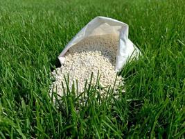 engrais pour herbe, pelouse, Prairie dans une sac de blanc granules sur une Contexte de vert herbe. proche en haut de minéral engrais granules utilisé sur herbe pelouses et jardins à maintenir santé et croissance. photo