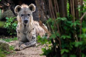 hyène tachetée allongée dans l'herbe. photo