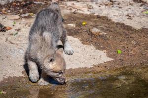 Arctique Loup lionceau en buvant eau, canis lupus arctos photo