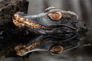 tête de une crocodile. nain caïman. photo