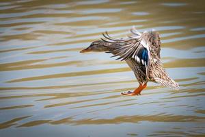 Canard colvert femelle atterrissant sur l'eau photo