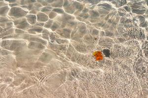 fond transparent transparent de l'eau de plage d'été tropical photo
