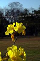 Jaune chiang rai tabébuia chrysotriche photo