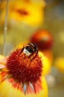 une bourdon sur une fleur avec une Jaune Contexte. une bourdon collecte pollen de une fleur. photo