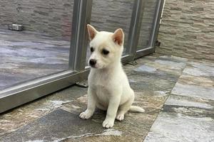 content Jeune couple à chien abri adopter une chien. peu chiot à le abri regards avec espoir. prendre moi, je suis le meilleur. chiot en haut pour adoption photo