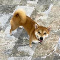 proche en haut un shiba inu chien à la recherche à caméra photo