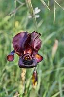 argaman Bourgogne sauvage iris ou iris atropurpurée ou côtier iris épanouissement dans printemps champ dans printemps à le coucher du soleil photo