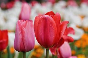 gouttes sur les fleurs de tulipes rouges au printemps photo