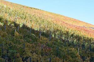 coloré l'automne vignobles photo