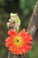 macro étape de grenouille et Orange fleur photo